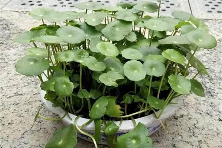 铜钱草施什么肥好