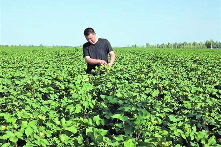 棉花种植注意事项是什么 棉花应该怎么养殖