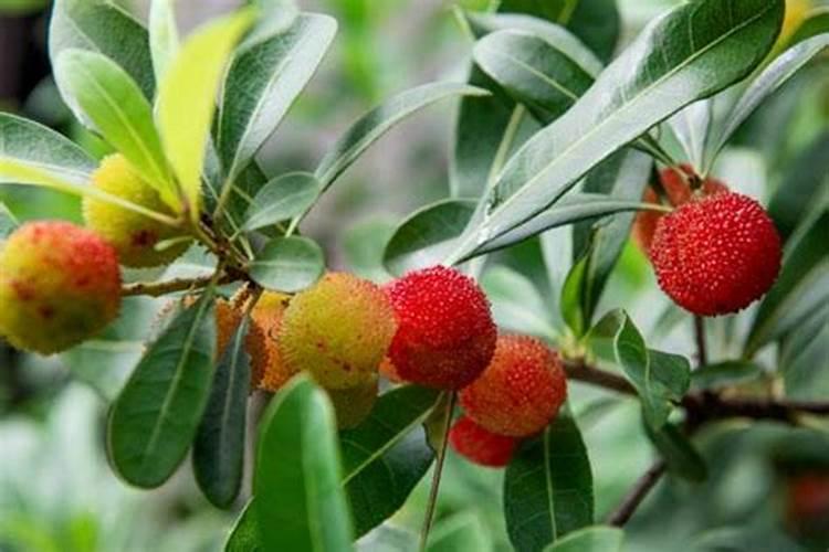 矮陂梅菜的梅菜的生产、加工