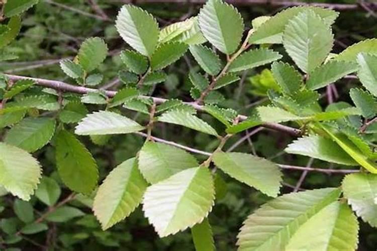 给棉花浇哪种肥好？配比是什么？