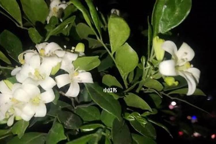 米兰开花为什么不香？
