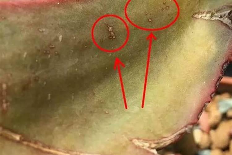 什么是中量元素肥料？常用品种有哪些？求解答