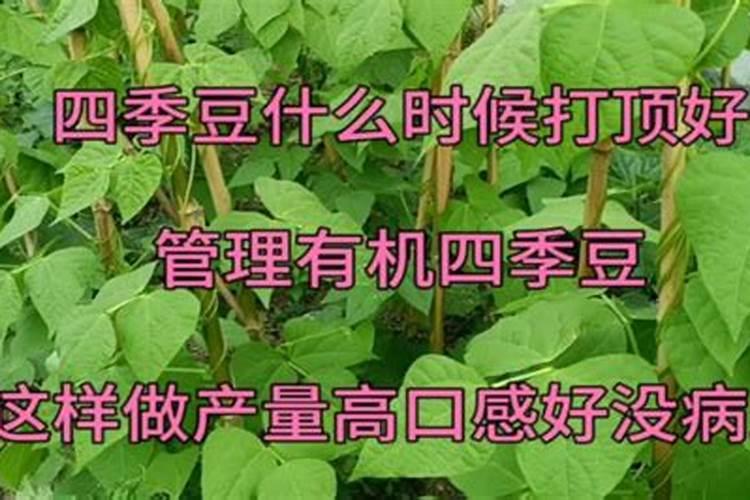 芸豆釆摘期打药还能加芸苔素吗