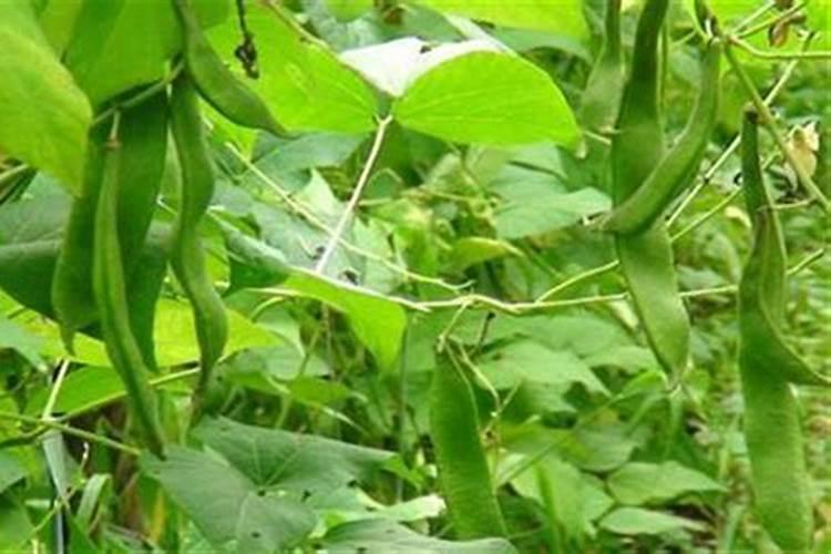 如何让四季豆早多花芽分化？