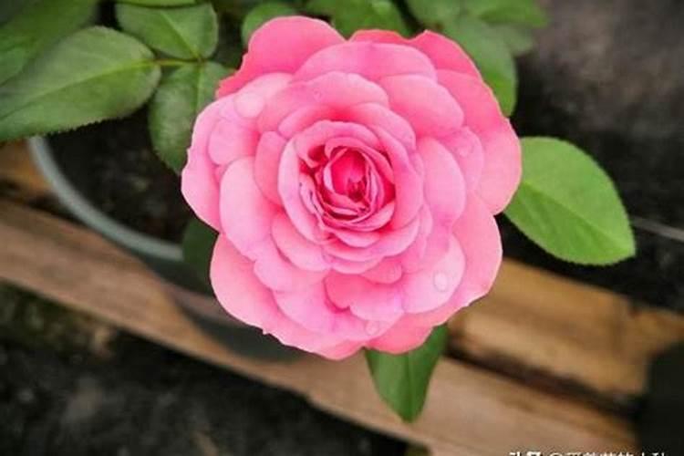 月季花施肥方法怎样给月季花施肥