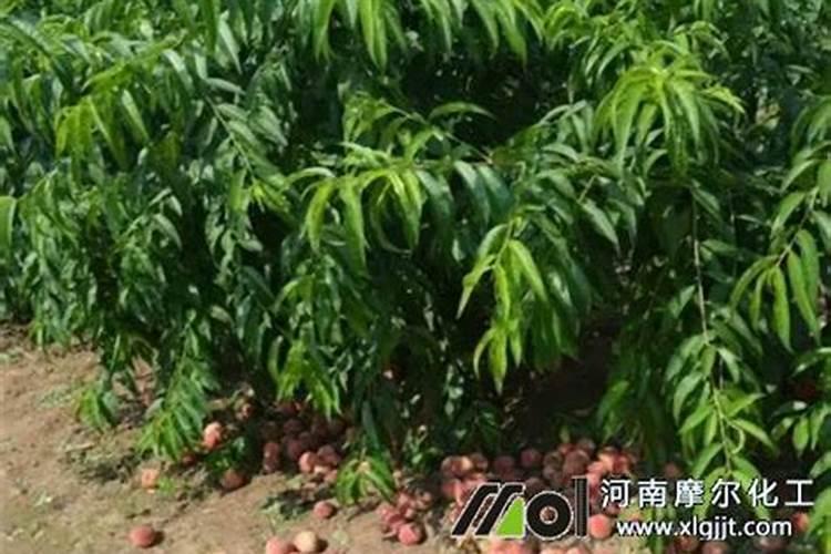 桃子庞大期冲施啥肥料好