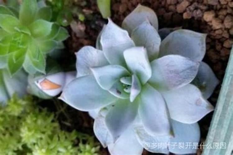 多肉植物可以施氮肥吗多肉植物能施氮肥吗