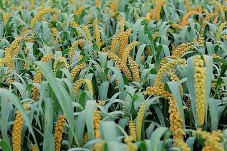 4种常见花卉施肥方法;适合各种花卉的肥料