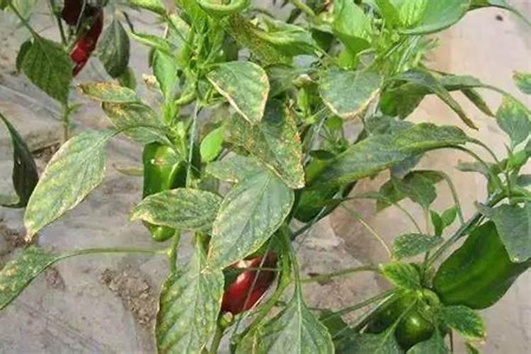种韭菜用什么肥料最好