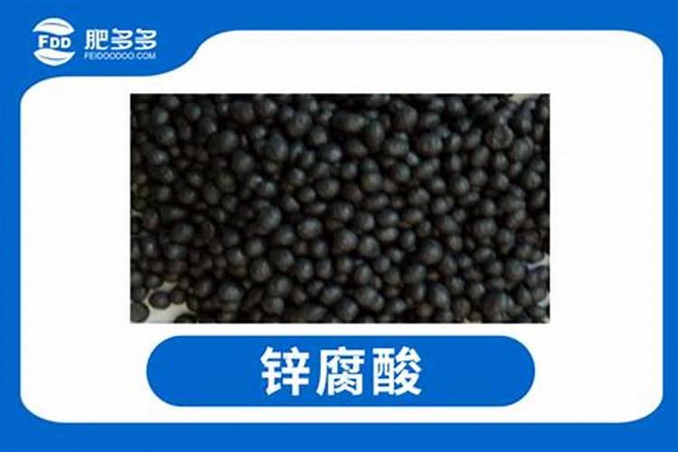 冬瓜如何施肥能高产 冬瓜有哪些施肥技巧