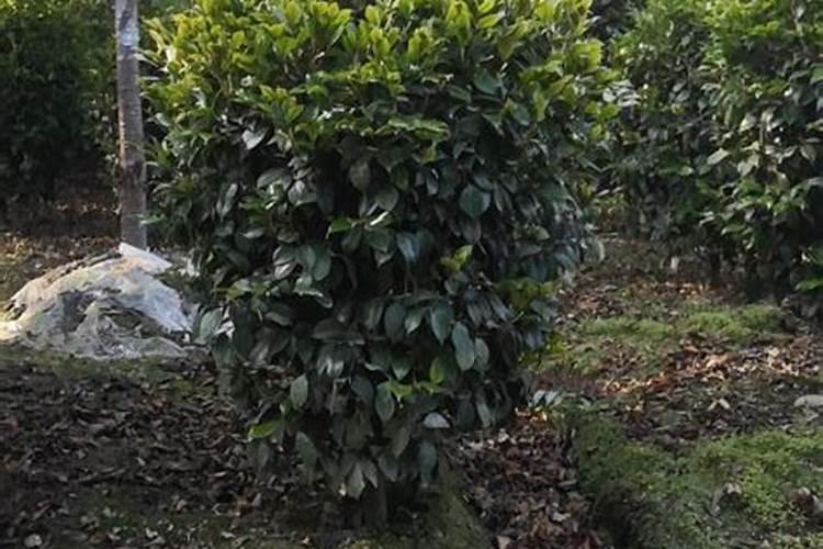山茶花浇什么肥料合适
