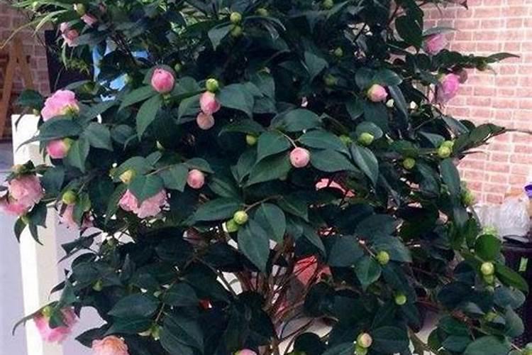 山茶花开花时能施肥吗,开花期施什么肥