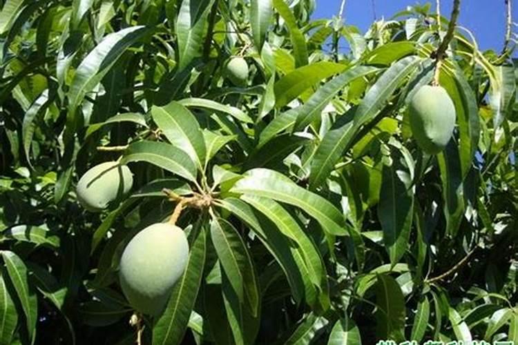 芒果树结果期怎样施肥