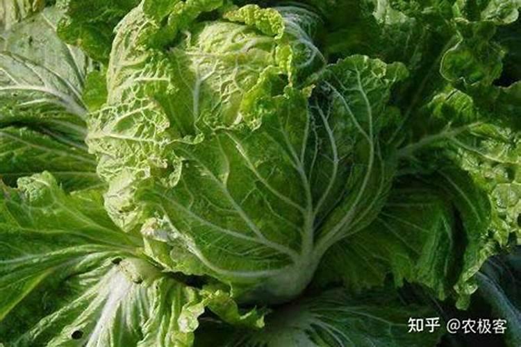 水溶肥会不会烧根