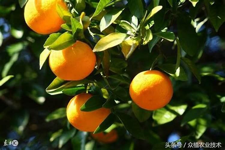 沃柑全年施肥时间表