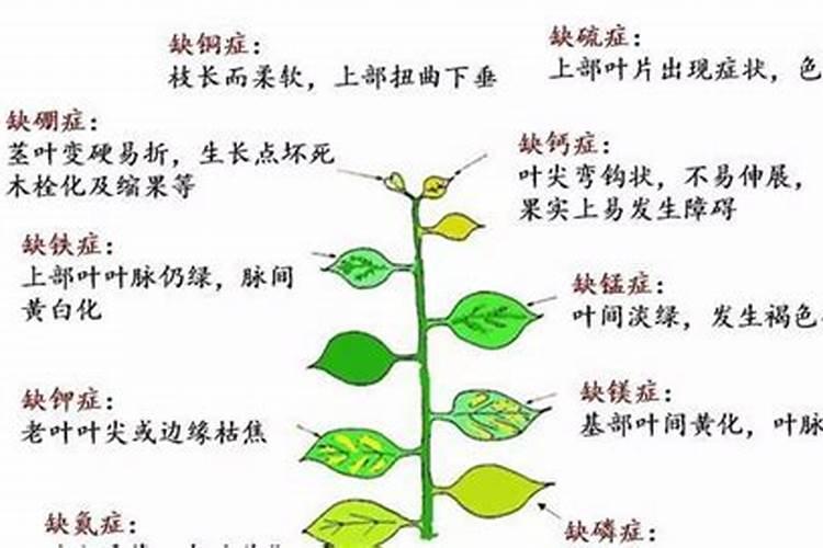 若庄稼出现成片歪斜的倒伏现象据此最有可能需要施用的是哪种肥料