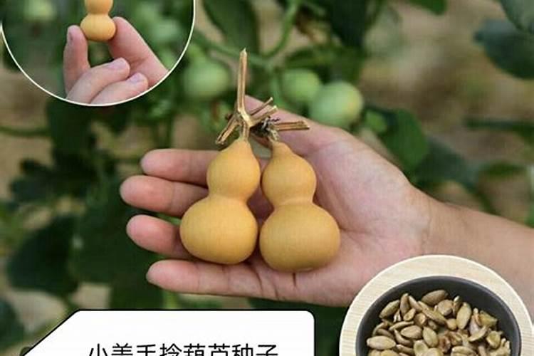 中国复合肥十大品牌排行榜