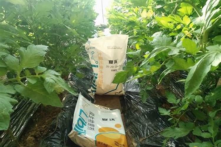 大姜种植后头两次浇水应怎么冲施肥料？