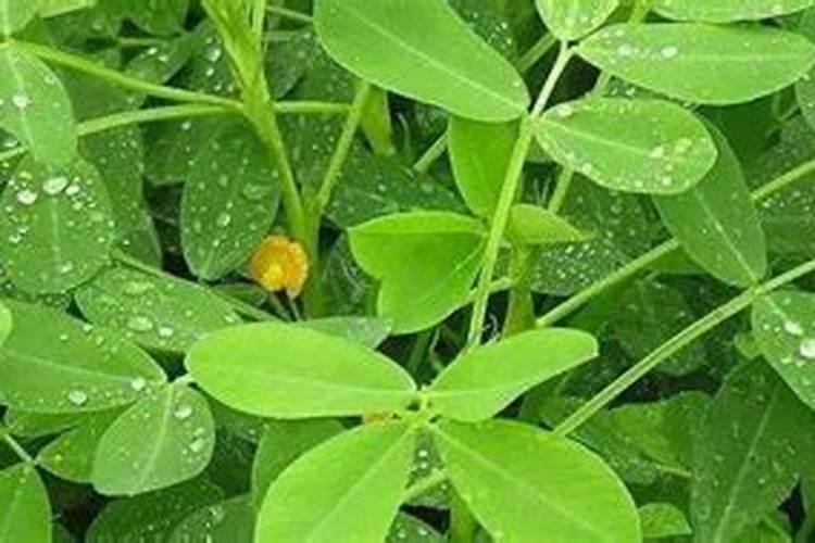 长春花用什么肥料最好,怎么施肥