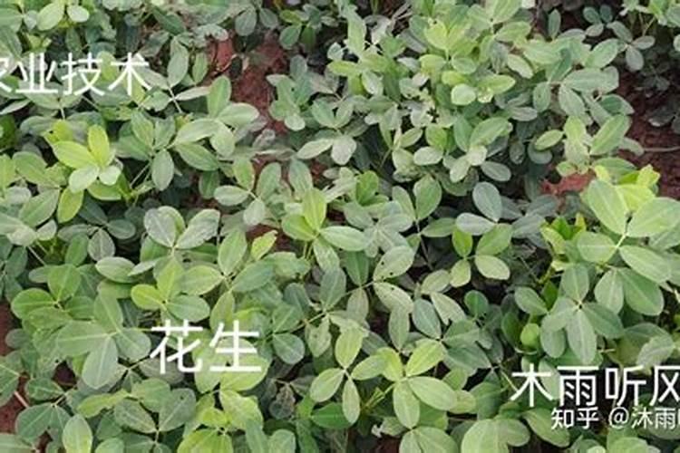 怎样栽刚挖的迎春花