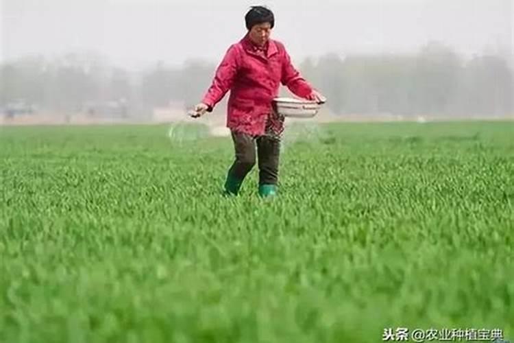 水溶肥是什么肥料