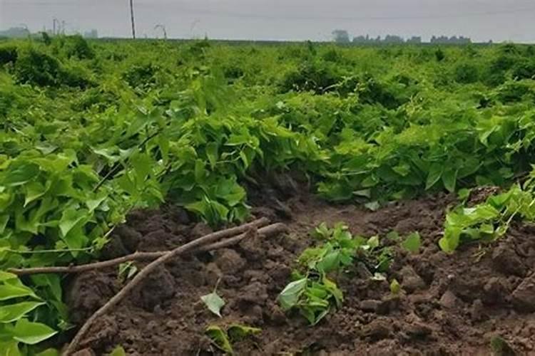 山药种植用什么肥料最科学