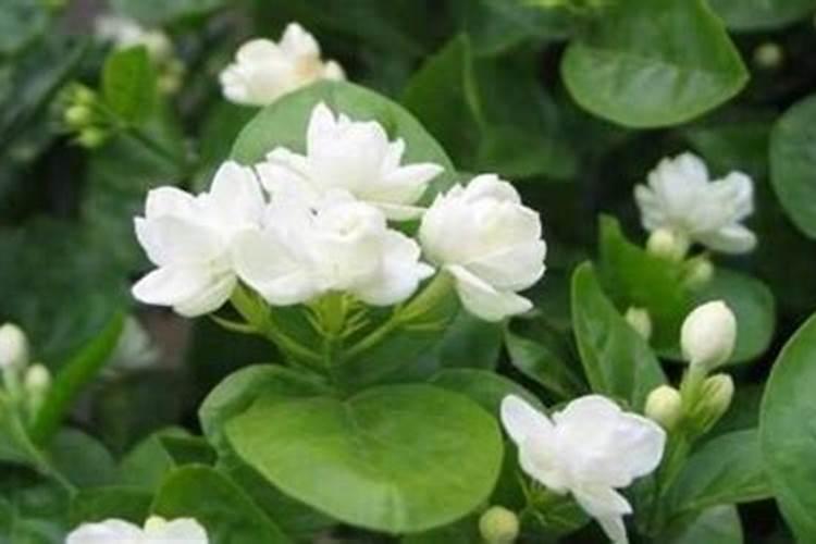 茉莉花怎么养殖开花多
