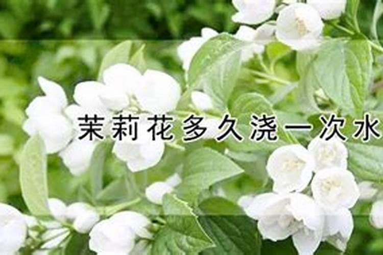 茉莉花多久施一次肥