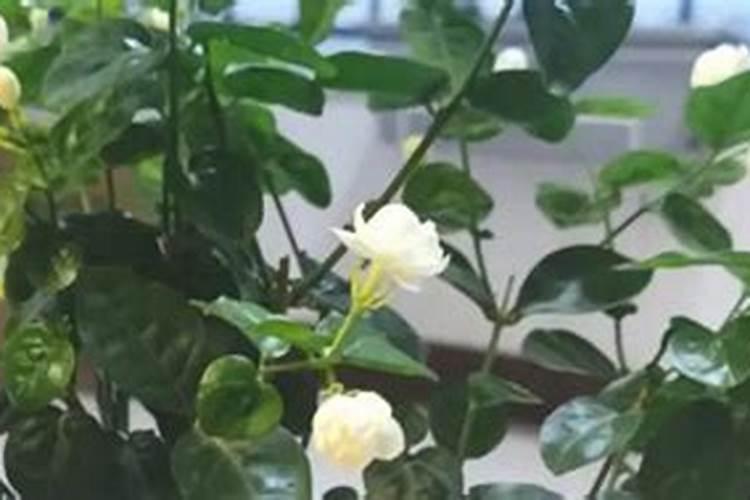 茉莉花多久施一次肥