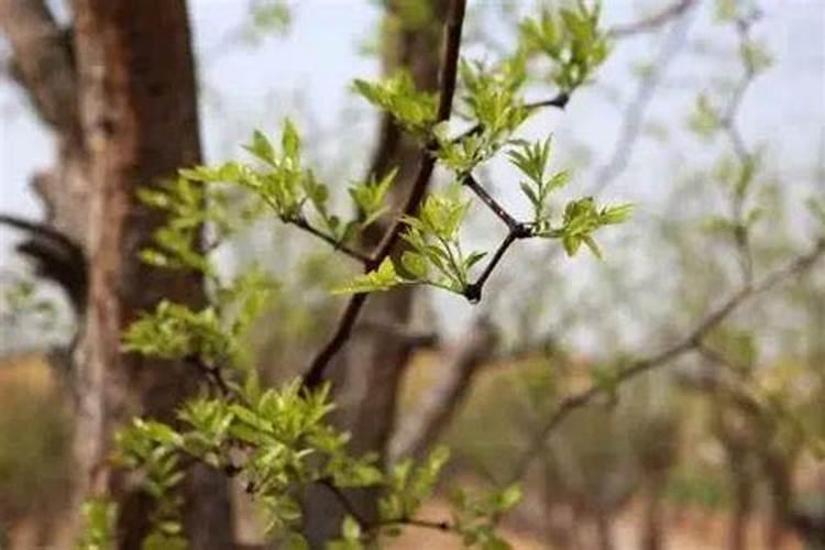桂花树枝叶少用什么叶面肥能让枝叶茂盛