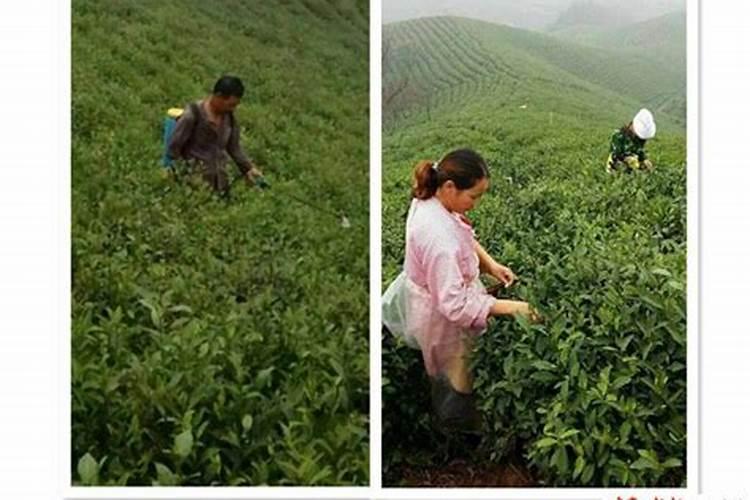 芸苔素内酯可以滴灌冲施吗一亩地冲是多少？
