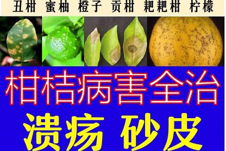 水溶肥什么时候用效果好