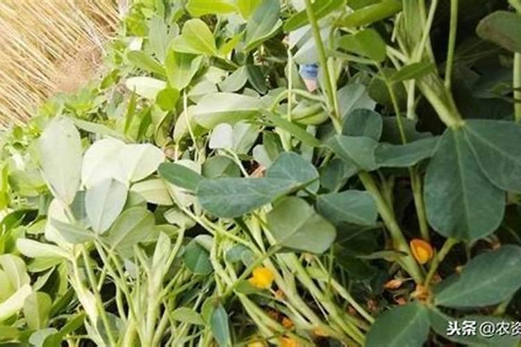 花生喷施硼肥的最佳时间 什么时候喷施最好