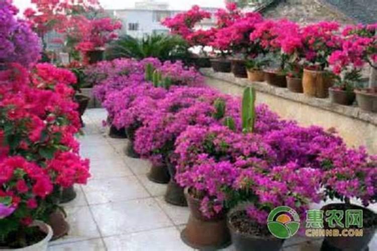 三角梅花期后如何施肥花开不断