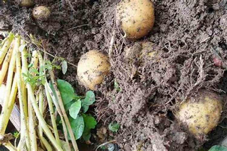兰花什么时候施氮磷钾？