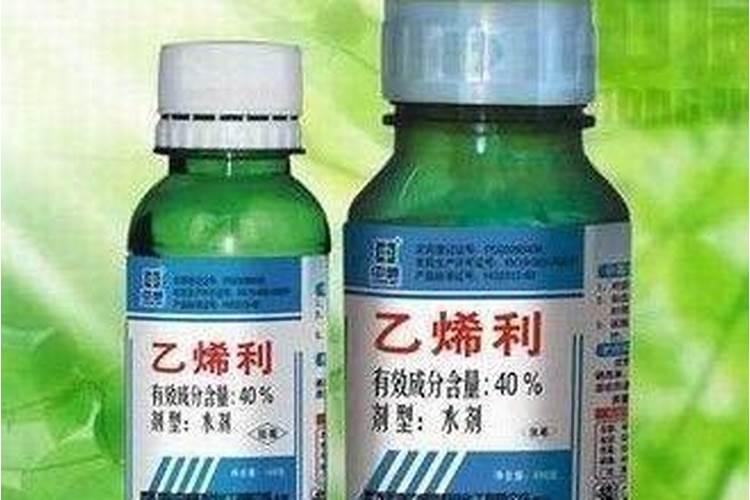 如何让葡萄高效着色、增甜、膨果？