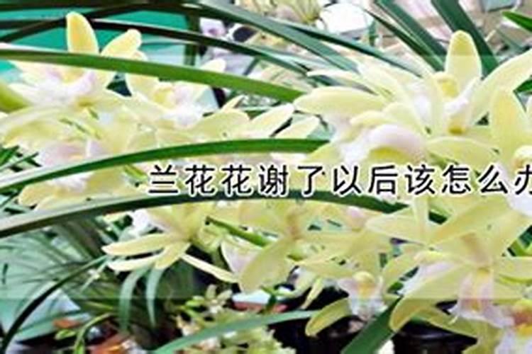 建兰花期怎么养护管理