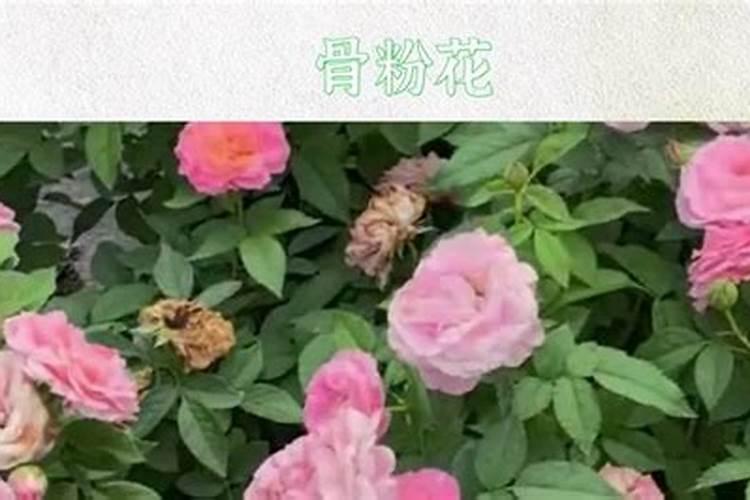 玫瑰花种植技术分享