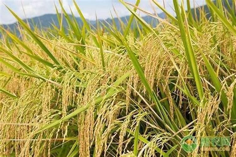 玉米什么时候喷施芸苔素