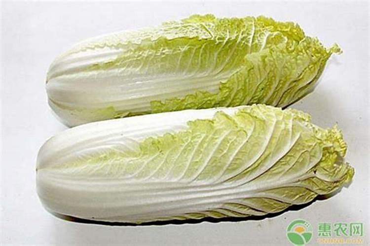 娃娃菜种植最佳时间和方法及注意事项 什么季节播种好