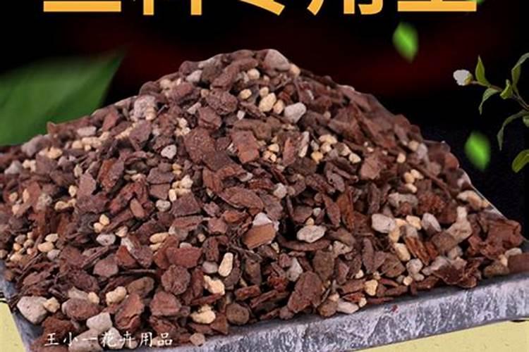 兰花僵苗如何恢复生长