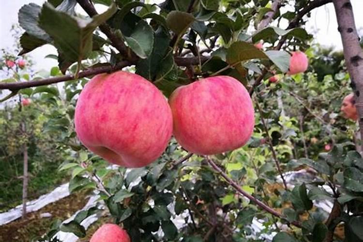 果树缺钙了补充什么钙肥较好？