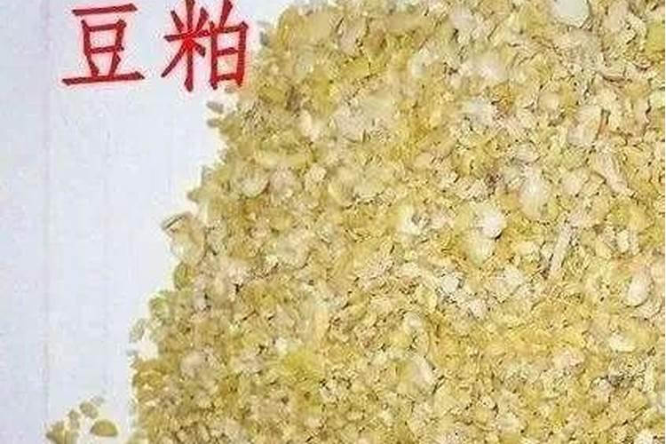 三角梅怎么施肥