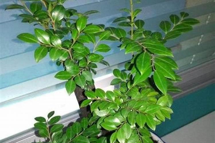 茄子施什么肥最好