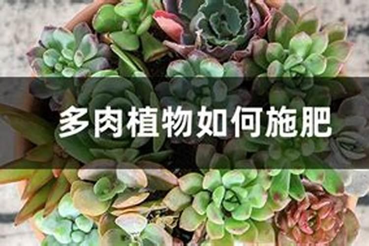 棒棒糖月季日常养护方法？