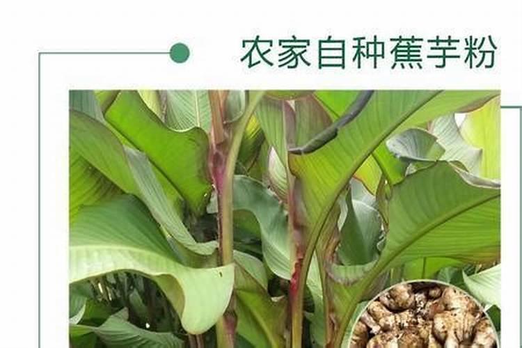 肥料的种类和作用