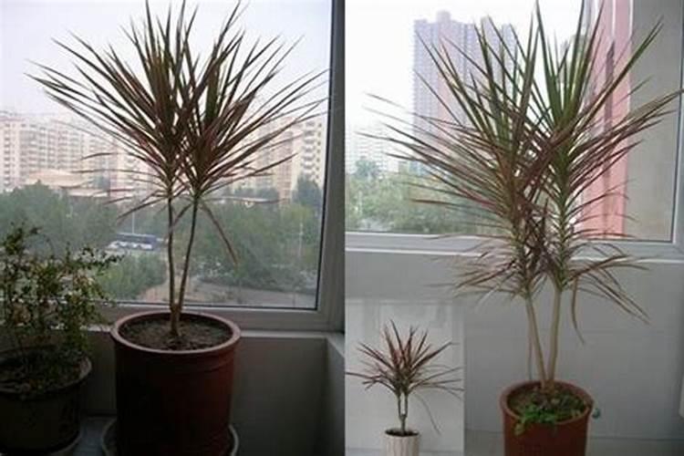 庭院种植了很多月季,在什么温度下可以给月季施肥呢？