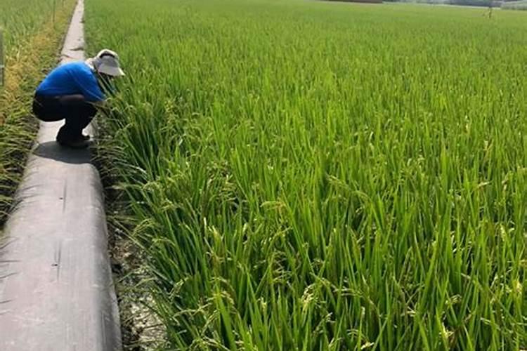水稻种植时,田里没水可以施肥吗？为什么？