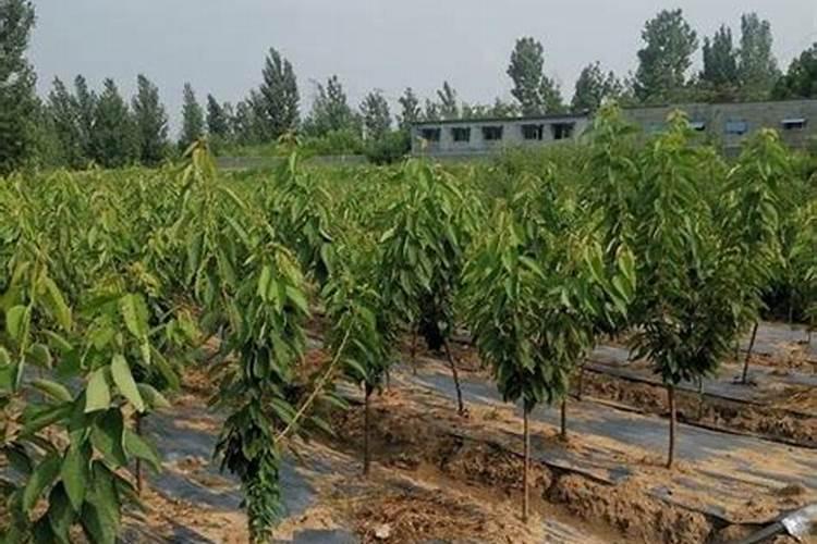 硼肥的作用与功效及使用方法