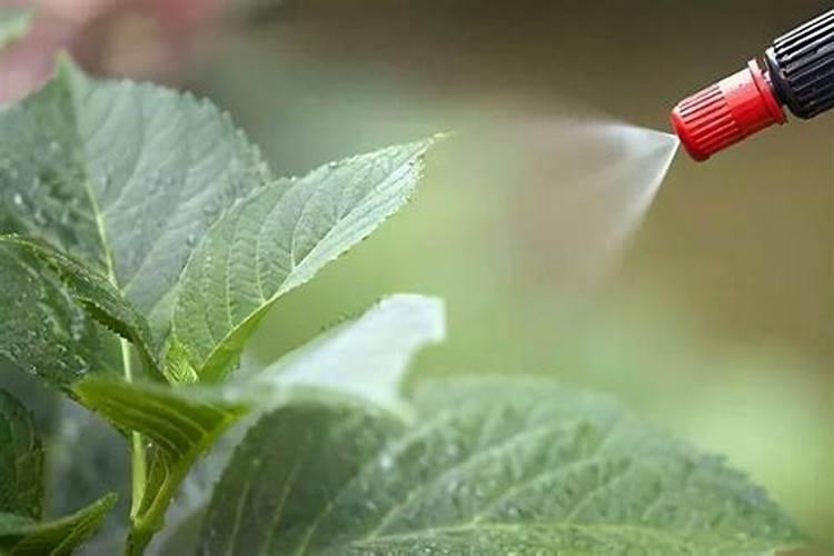 多菌灵的正确使用方法是什么
